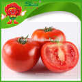 Chino Tomate cherry fresco